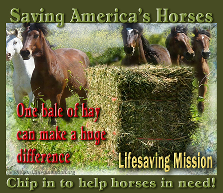 Chip in to help horses and burros in need